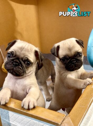 Purebred Pug Puppies