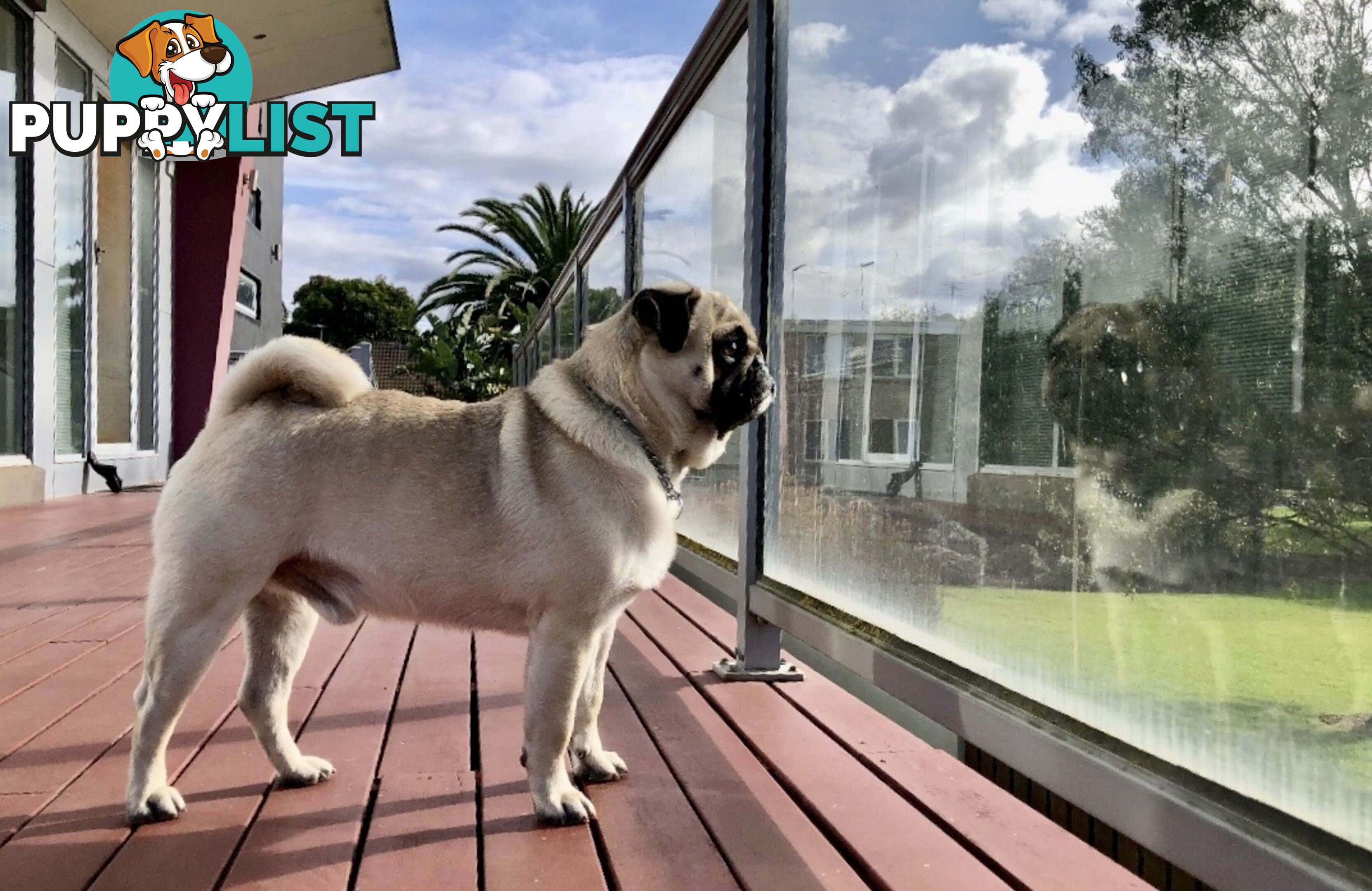 Purebred Pug Puppies