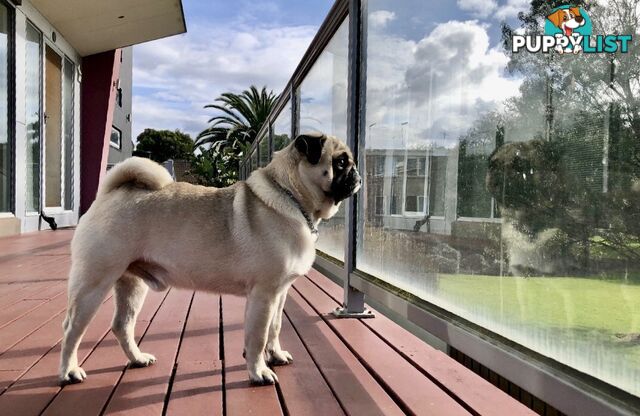Purebred Pug Puppies