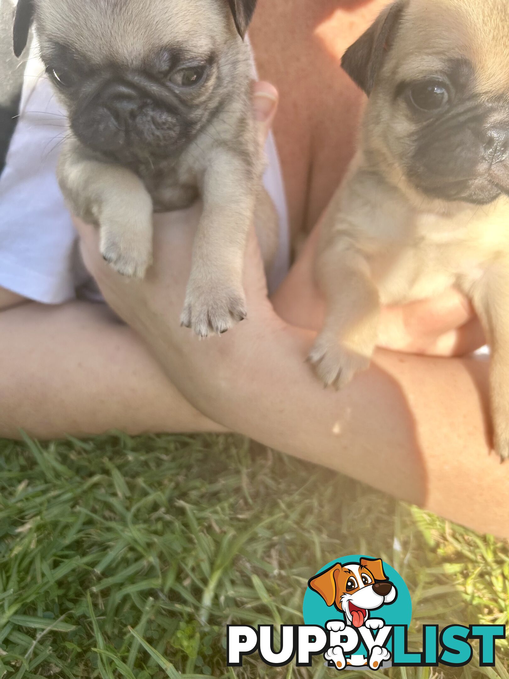 Purebred Pug Puppies
