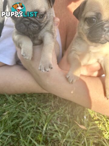 Purebred Pug Puppies