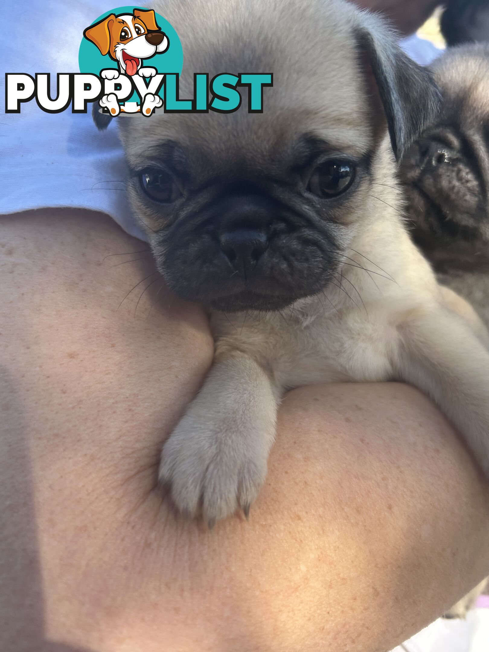 Purebred Pug Puppies