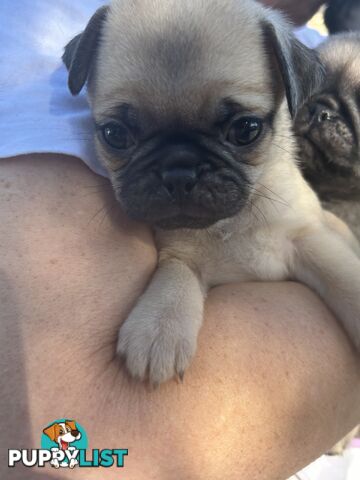 Purebred Pug Puppies