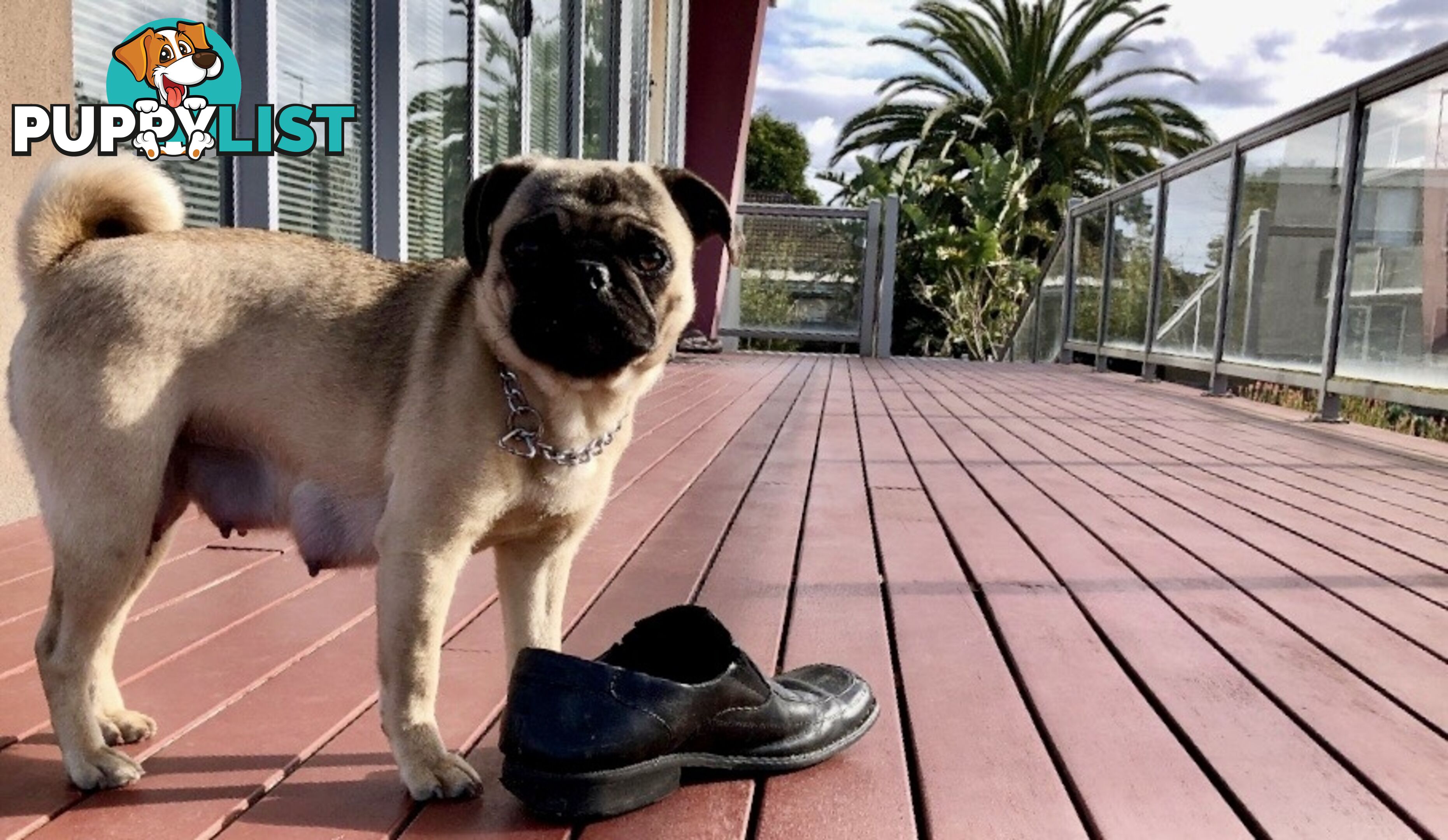 Purebred Pug Puppies