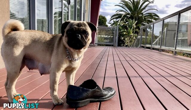 Purebred Pug Puppies