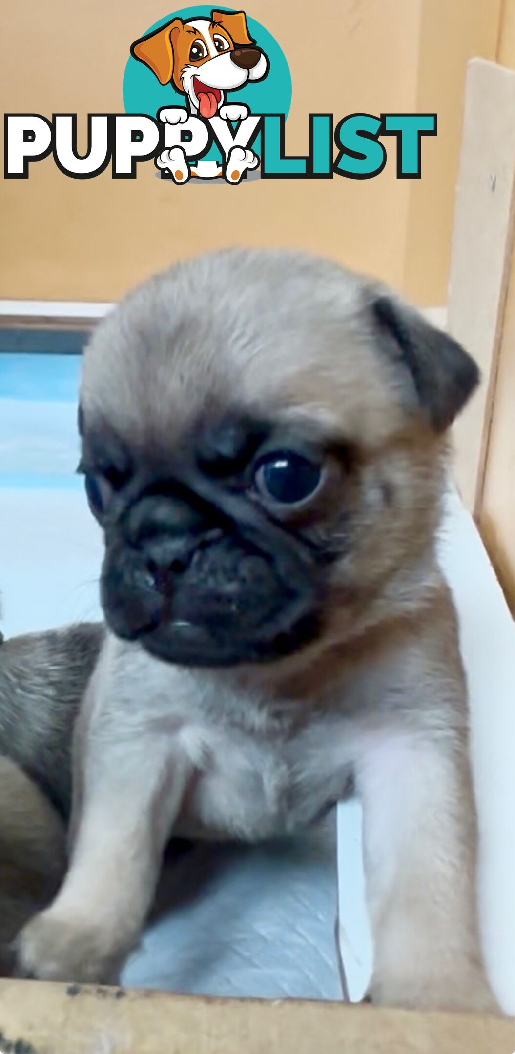 Purebred Pug Puppies