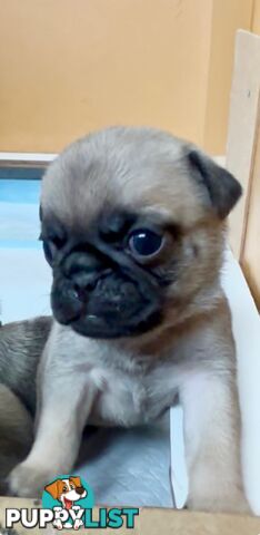 Purebred Pug Puppies