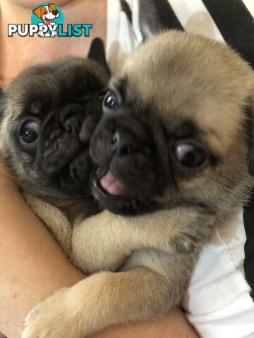 Purebred Pug Puppies
