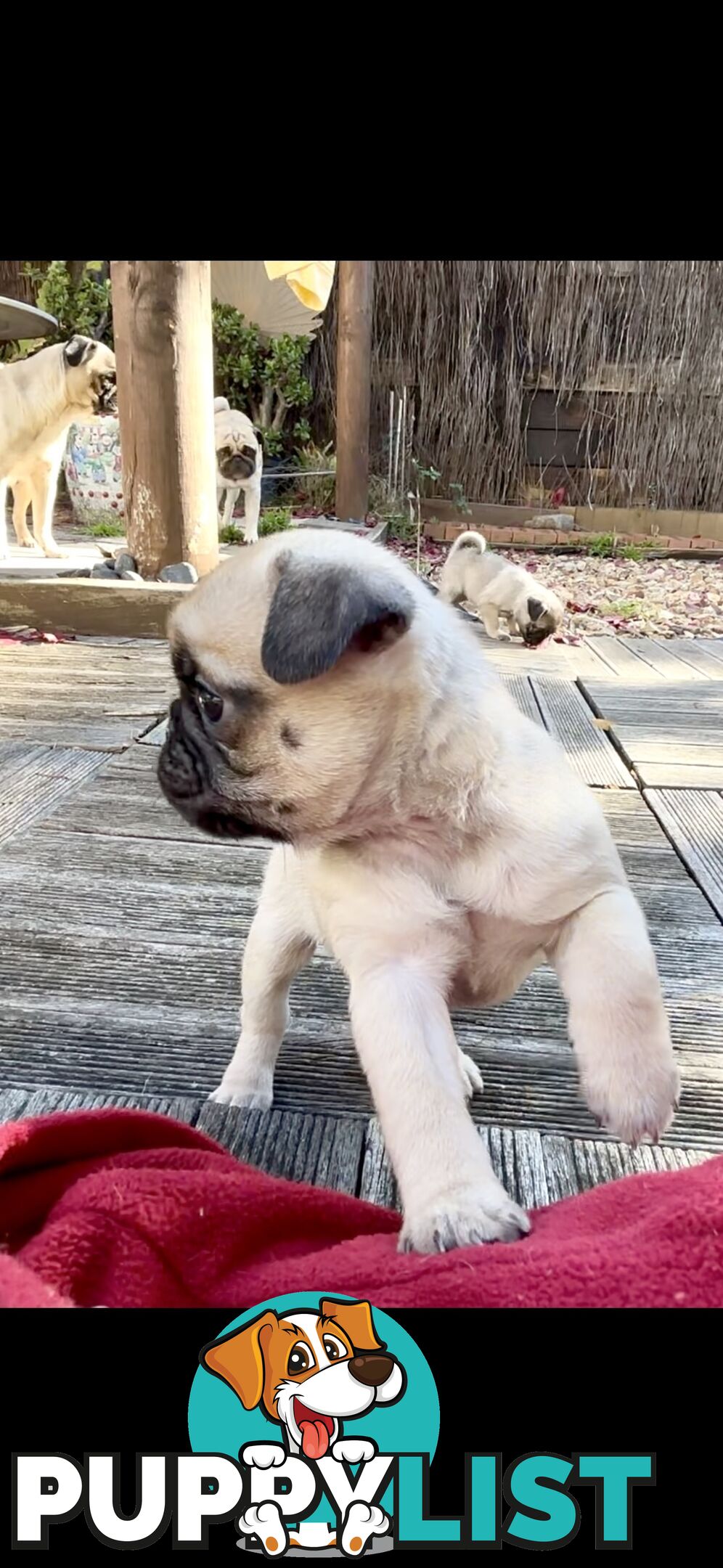 Purebred Pug Puppies