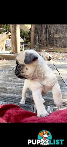 Purebred Pug Puppies