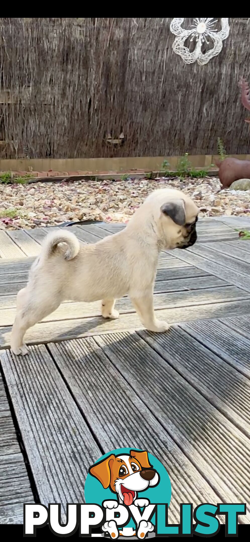 Purebred Pug Puppies