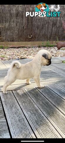 Purebred Pug Puppies