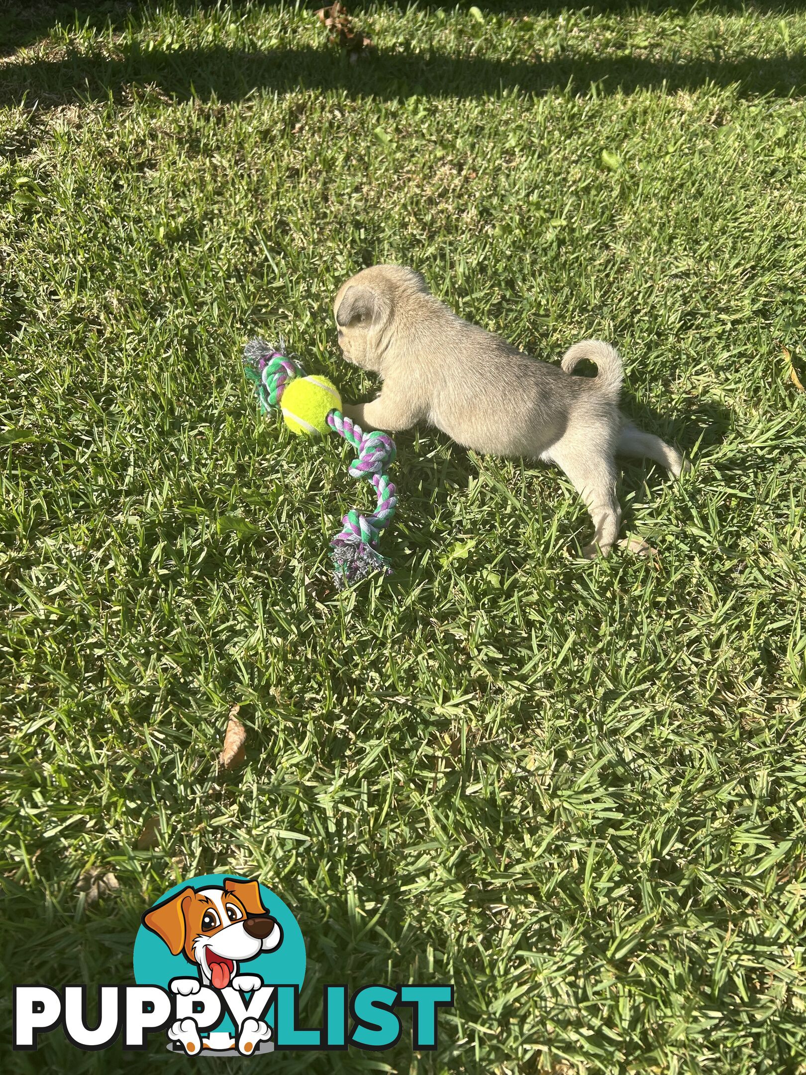 Purebred Pug Puppies