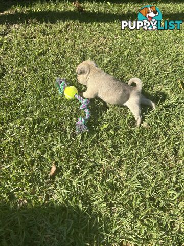 Purebred Pug Puppies