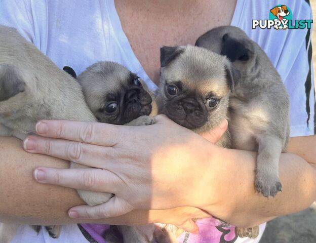 Purebred Pug Puppies