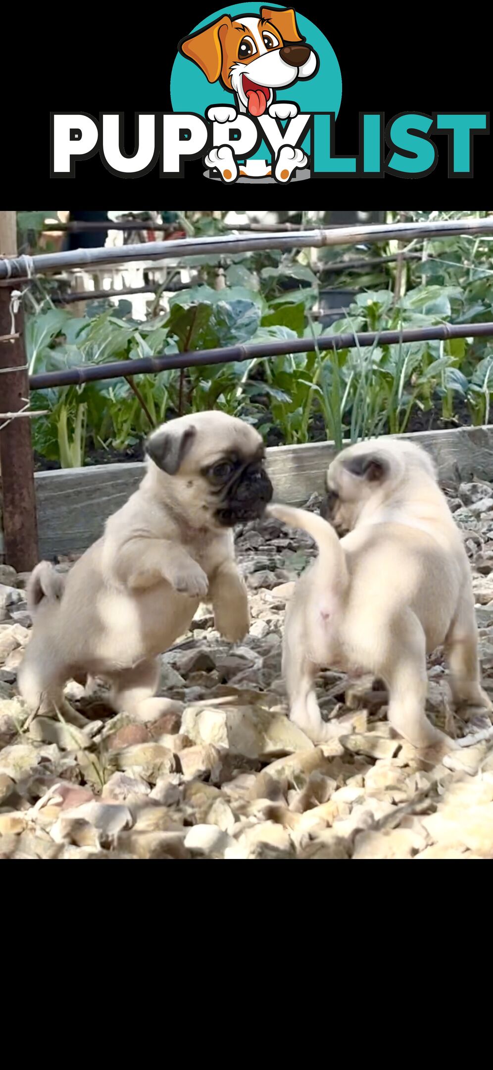 Purebred Pug Puppies