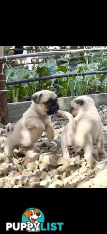 Purebred Pug Puppies