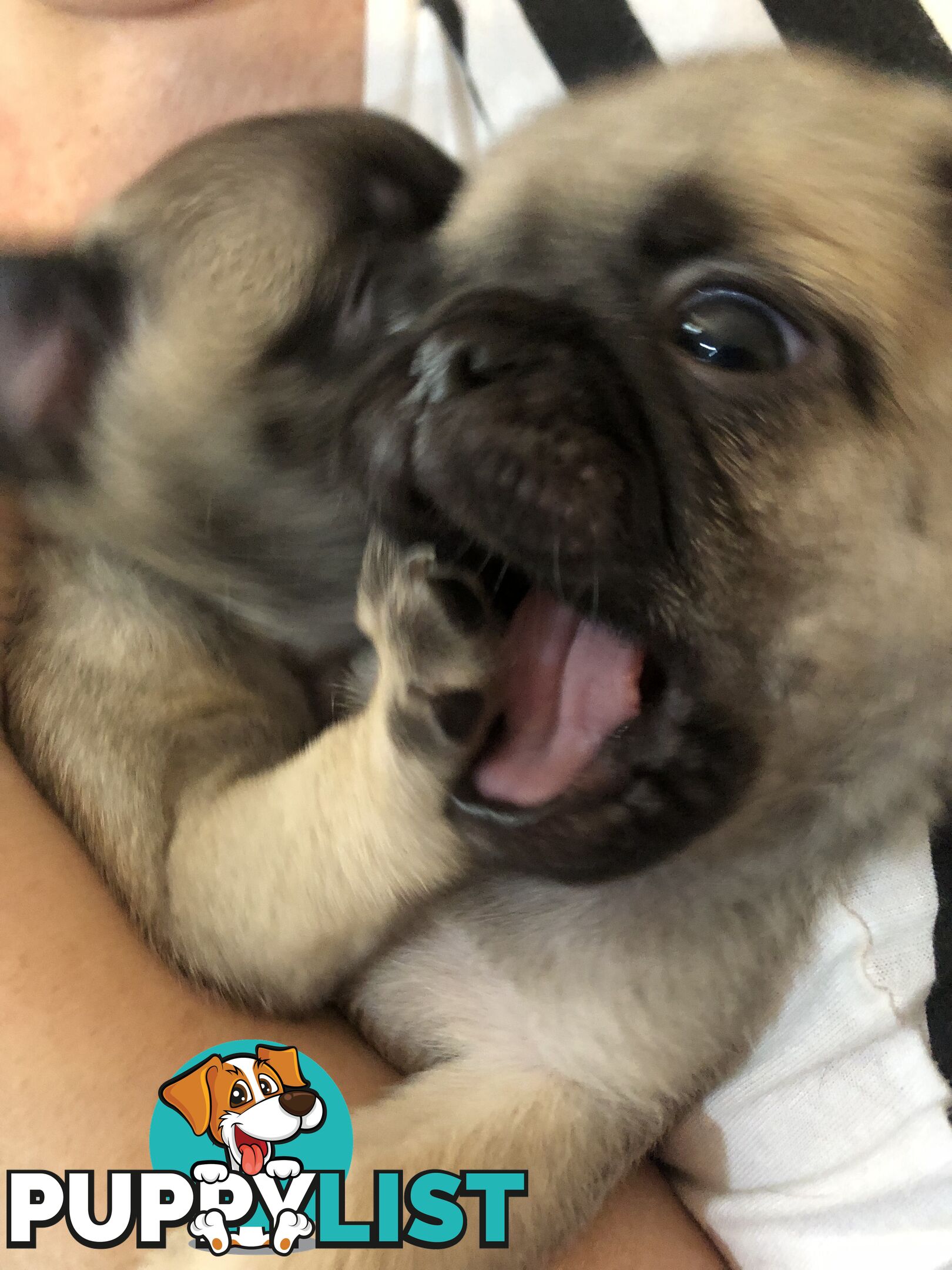 Purebred Pug Puppies