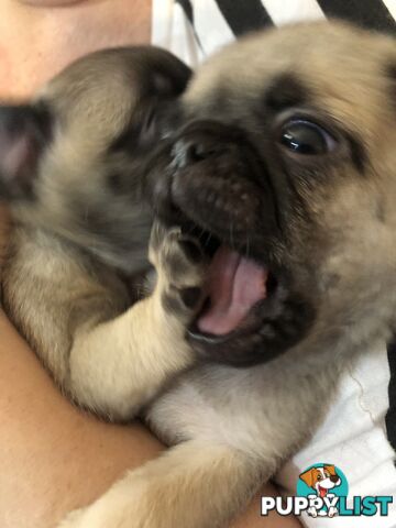 Purebred Pug Puppies
