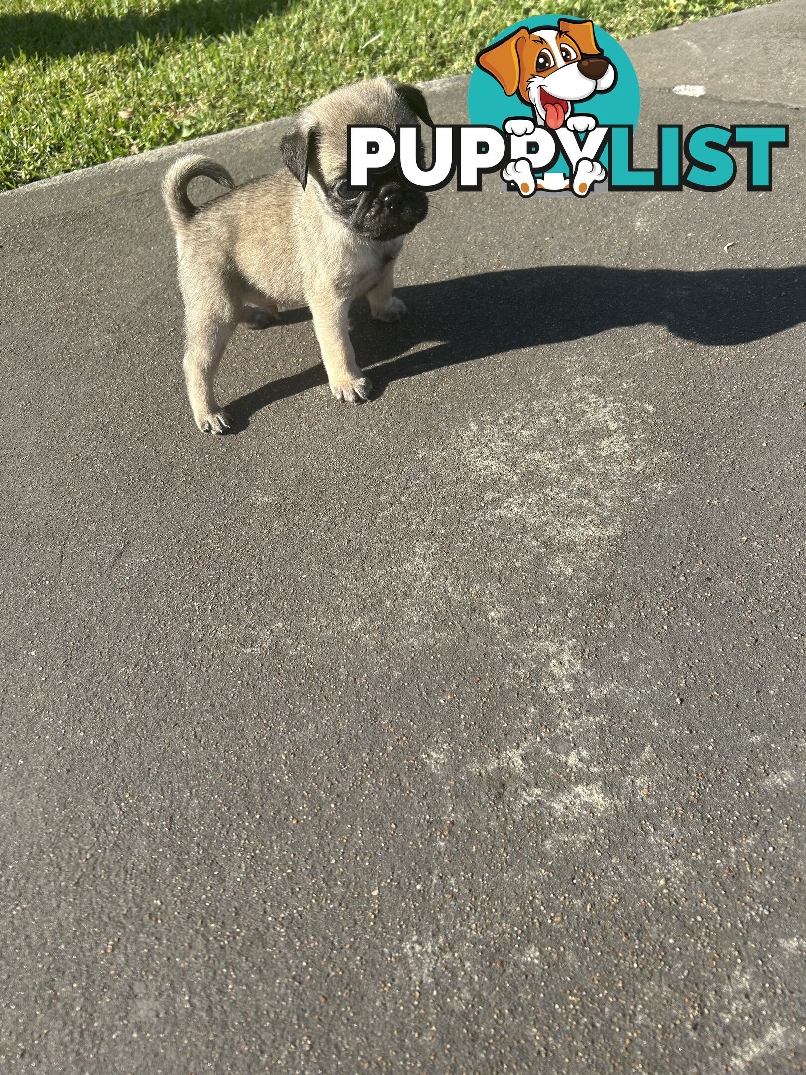 Purebred Pug Puppies