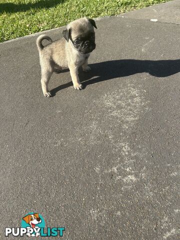 Purebred Pug Puppies