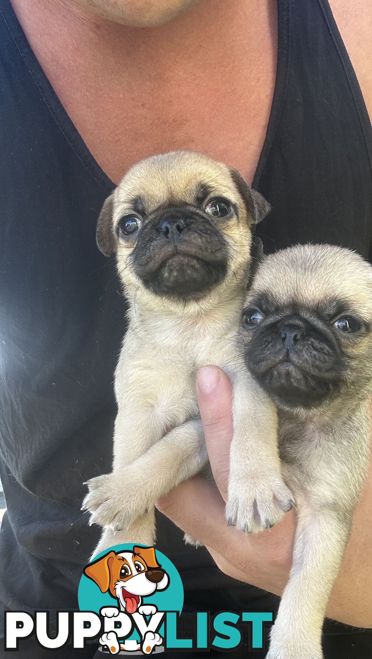 Purebred Pug Puppies