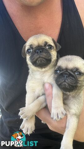 Purebred Pug Puppies