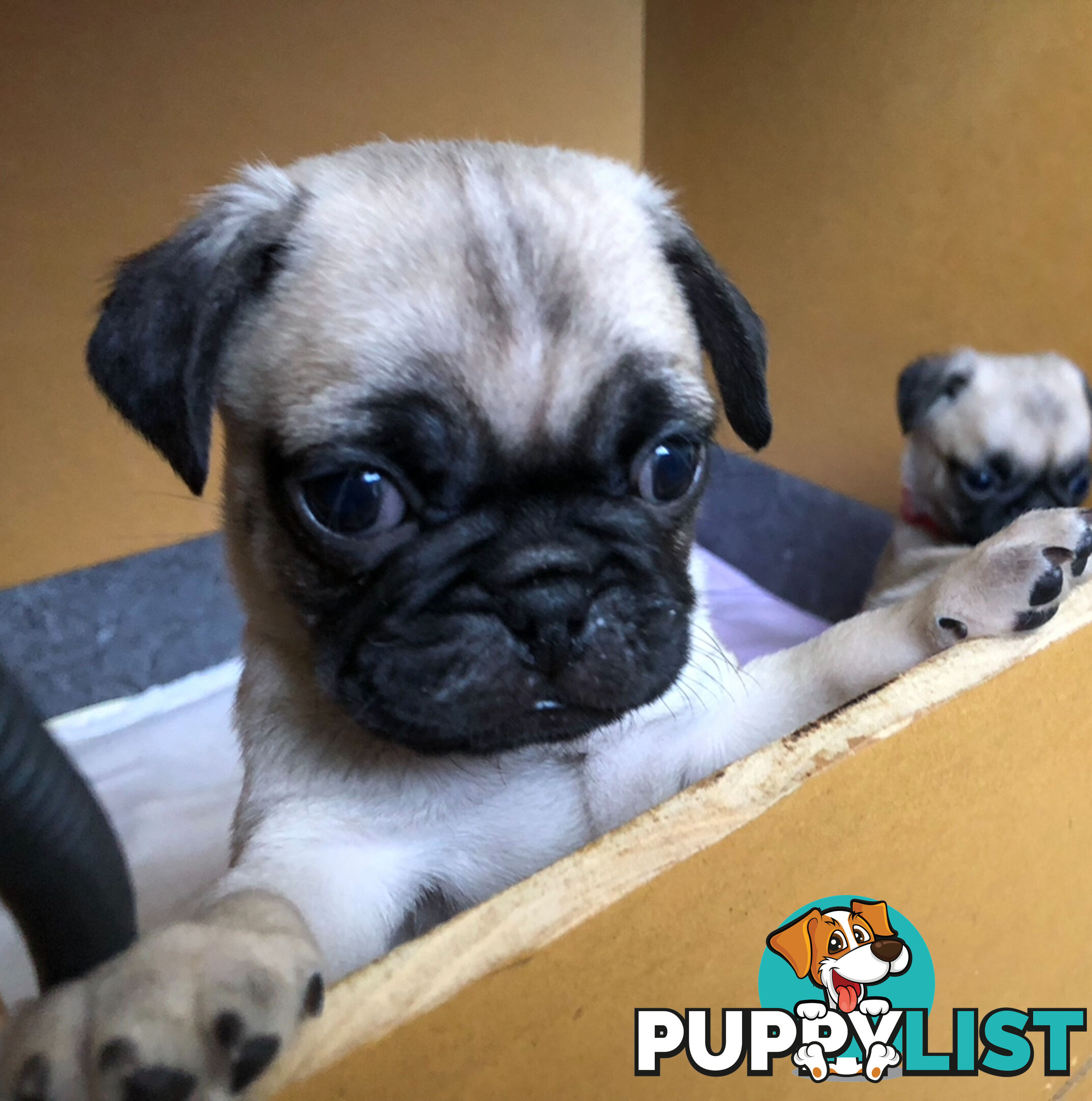 Purebred Pug Puppies