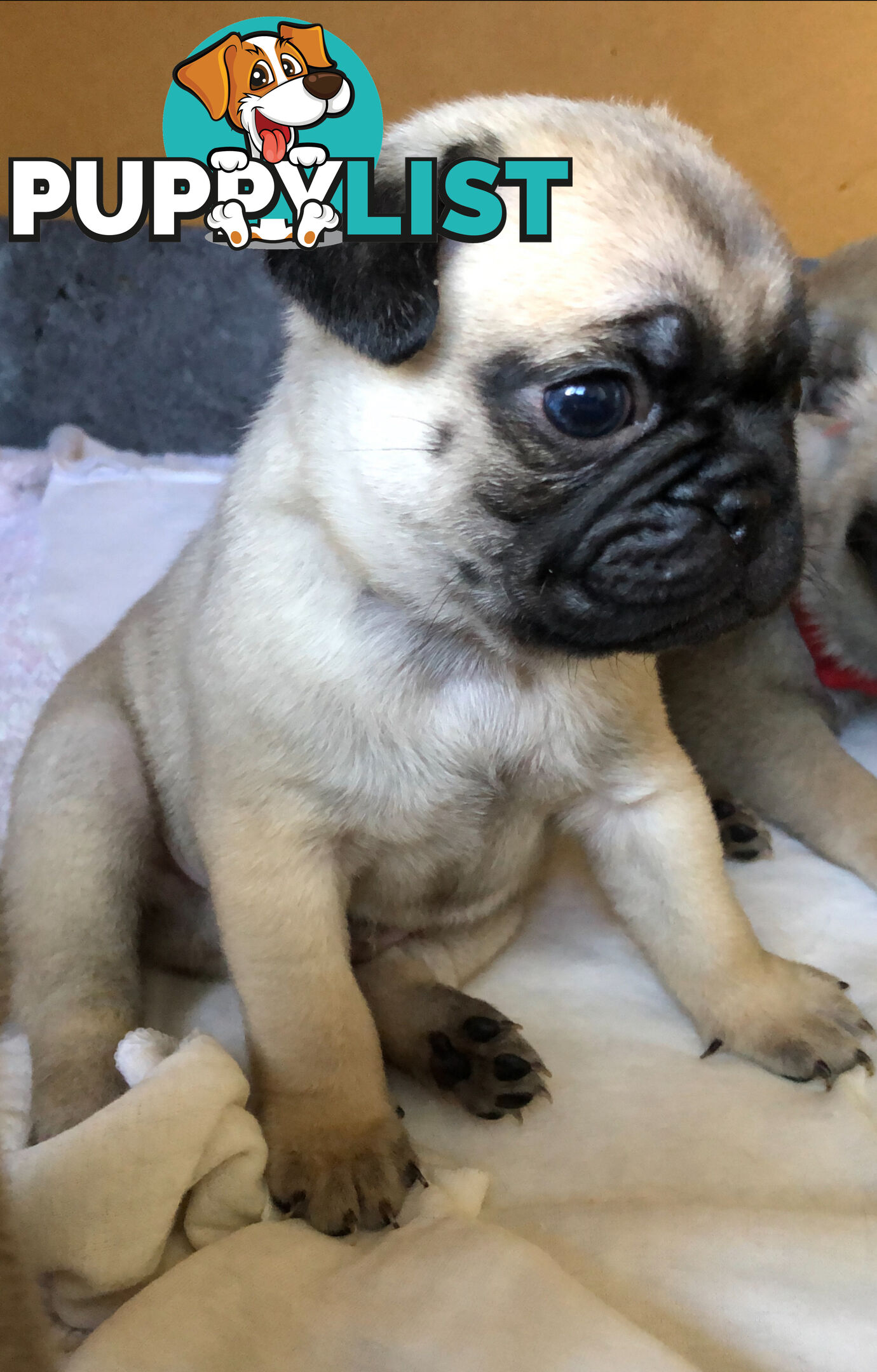 Purebred Pug Puppies