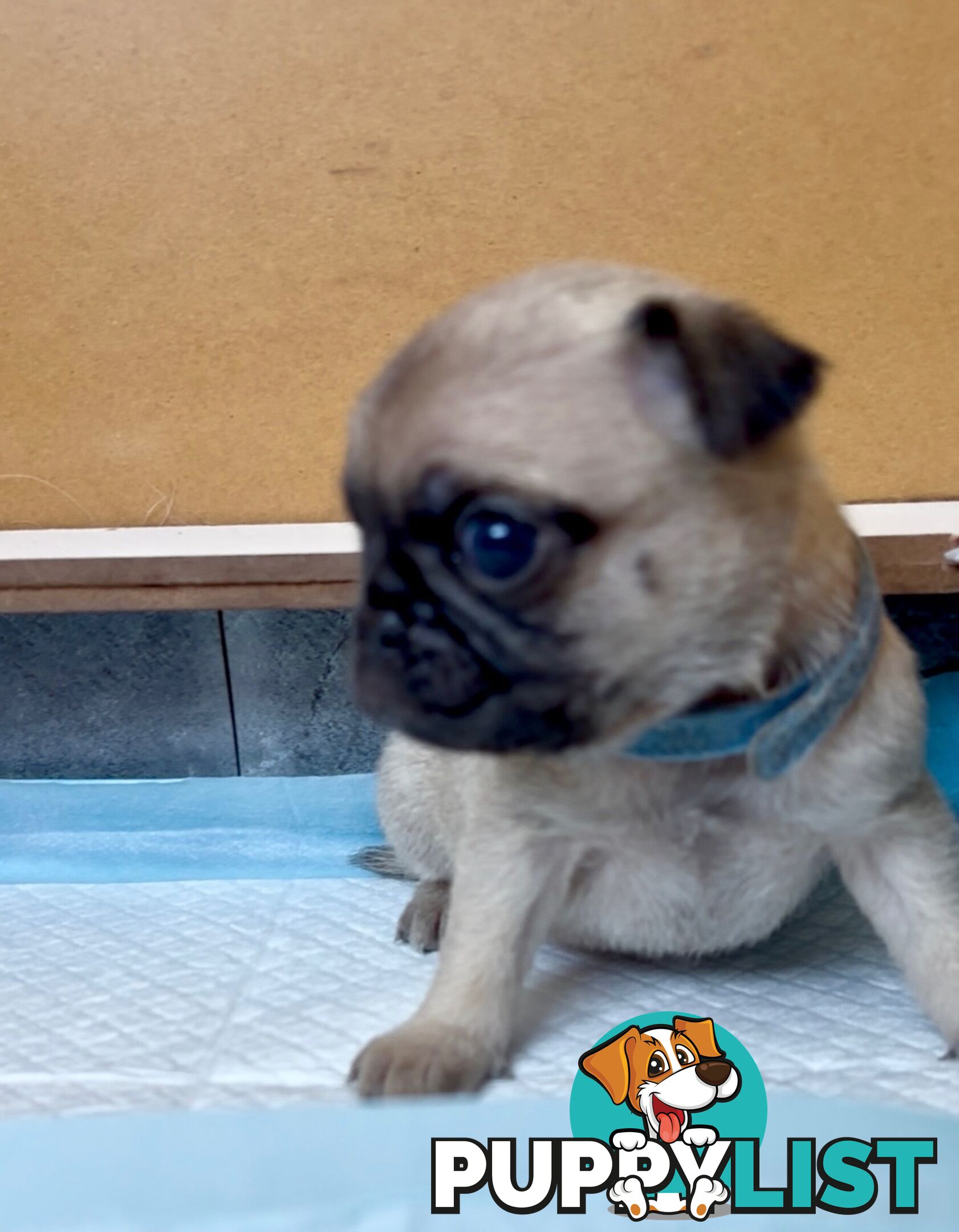 Purebred Pug Puppies