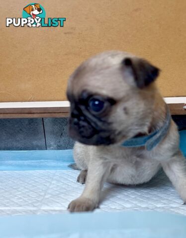 Purebred Pug Puppies