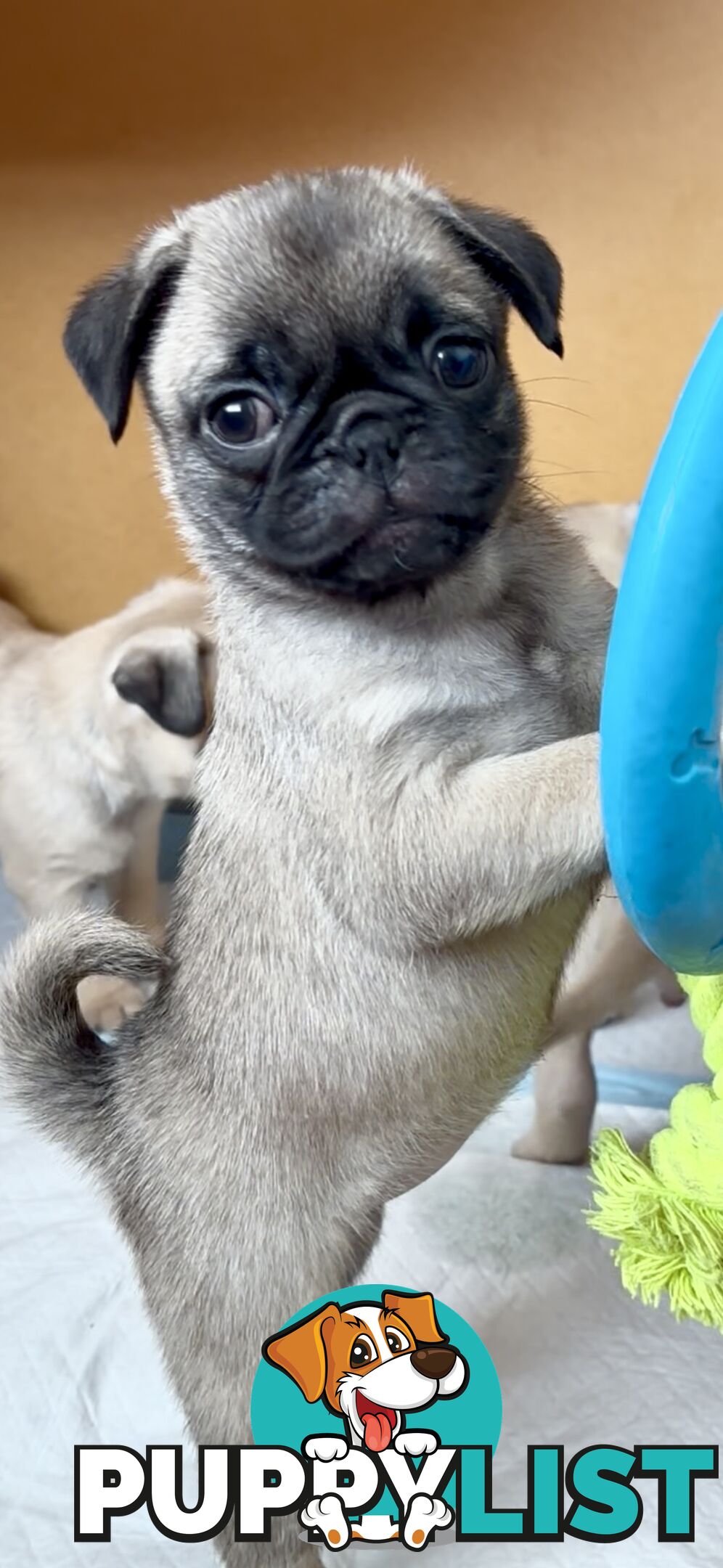 Purebred Pug Puppies