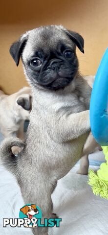Purebred Pug Puppies