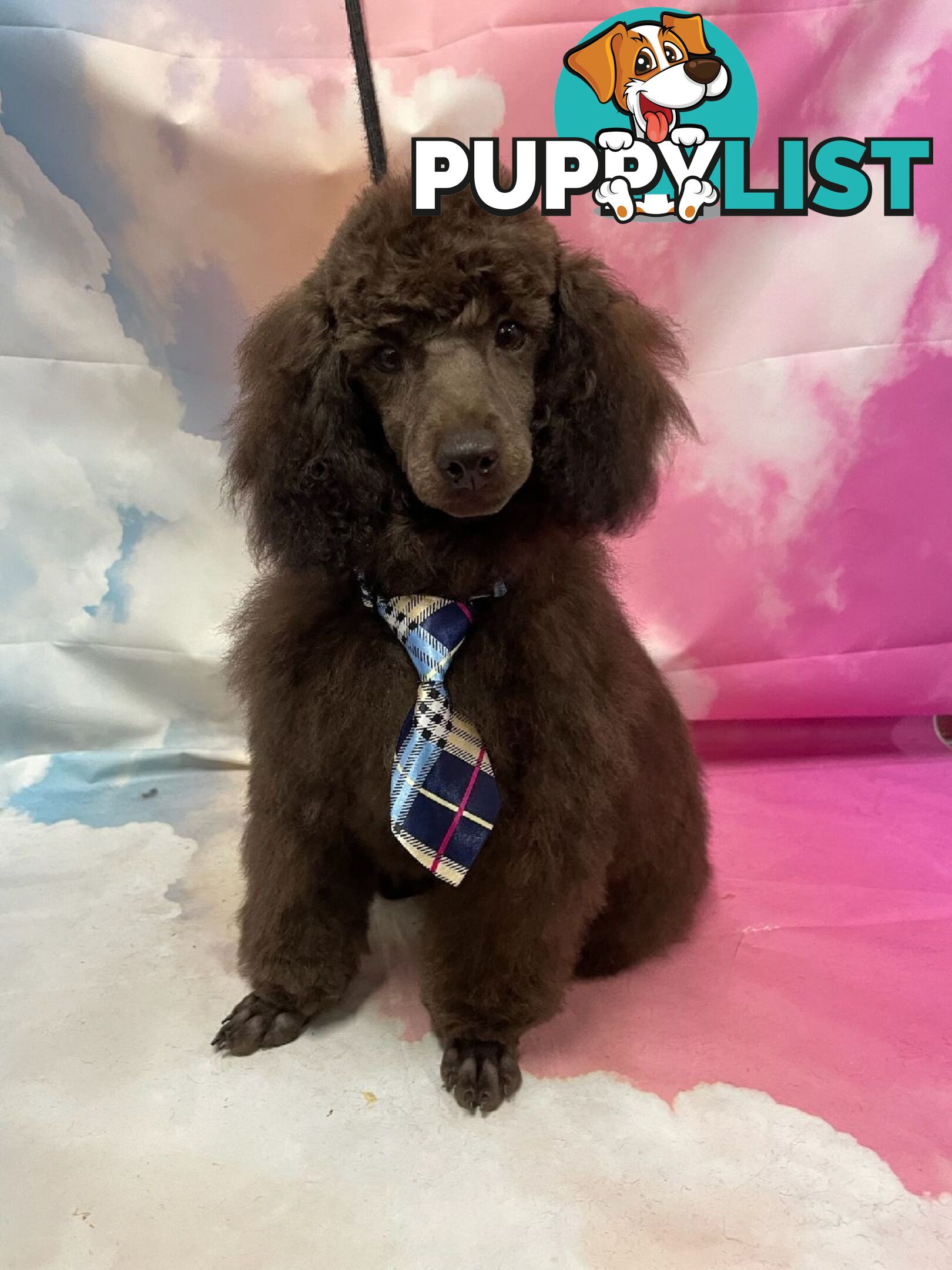 Toy poodle pups