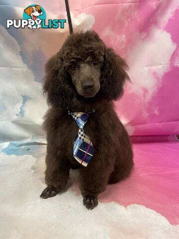Toy poodle pups