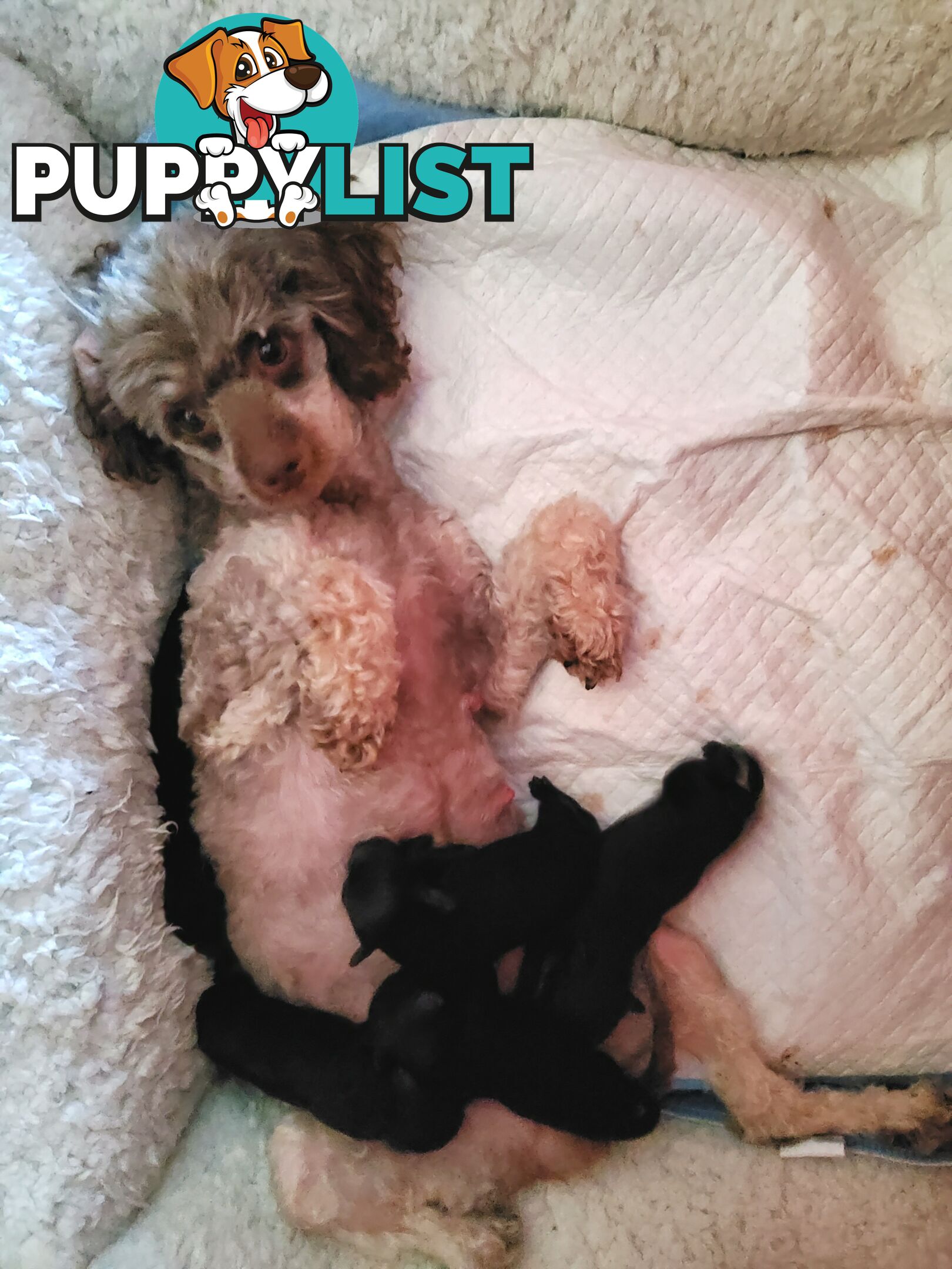 Toy poodle pups