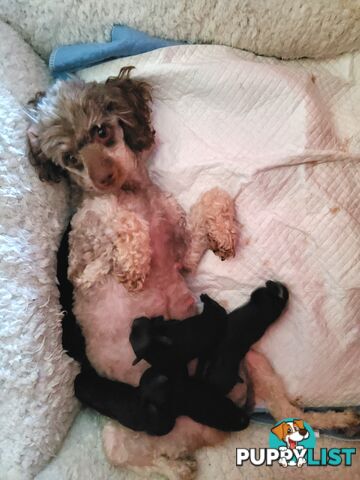 Toy poodle pups