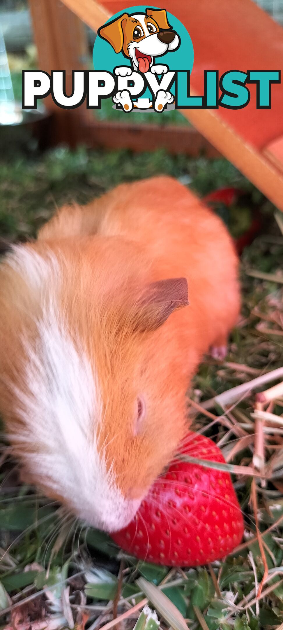 Male guinea pig