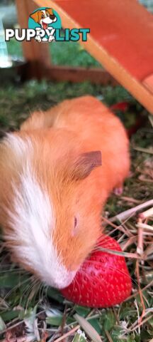 Male guinea pig