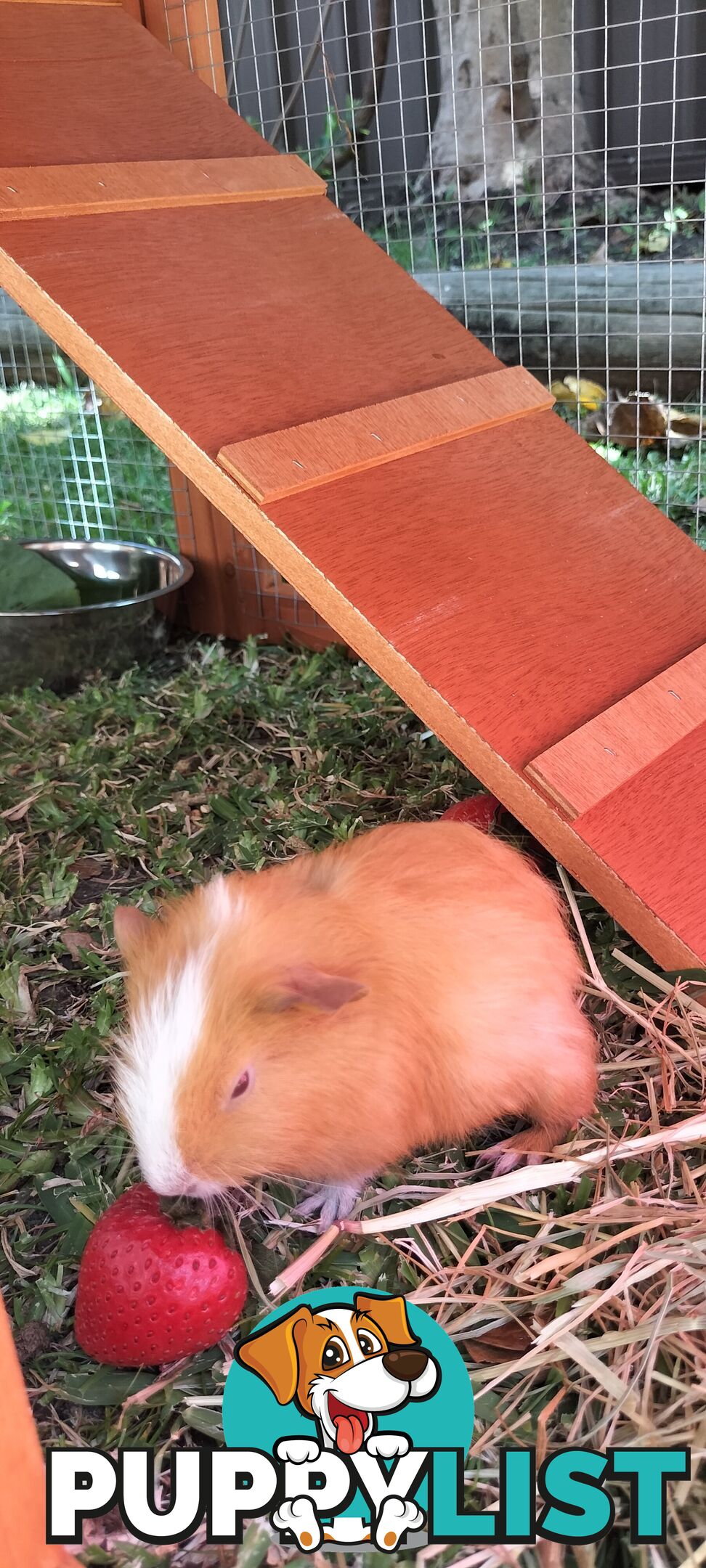 Male guinea pig