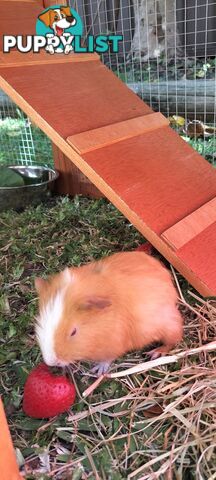 Male guinea pig