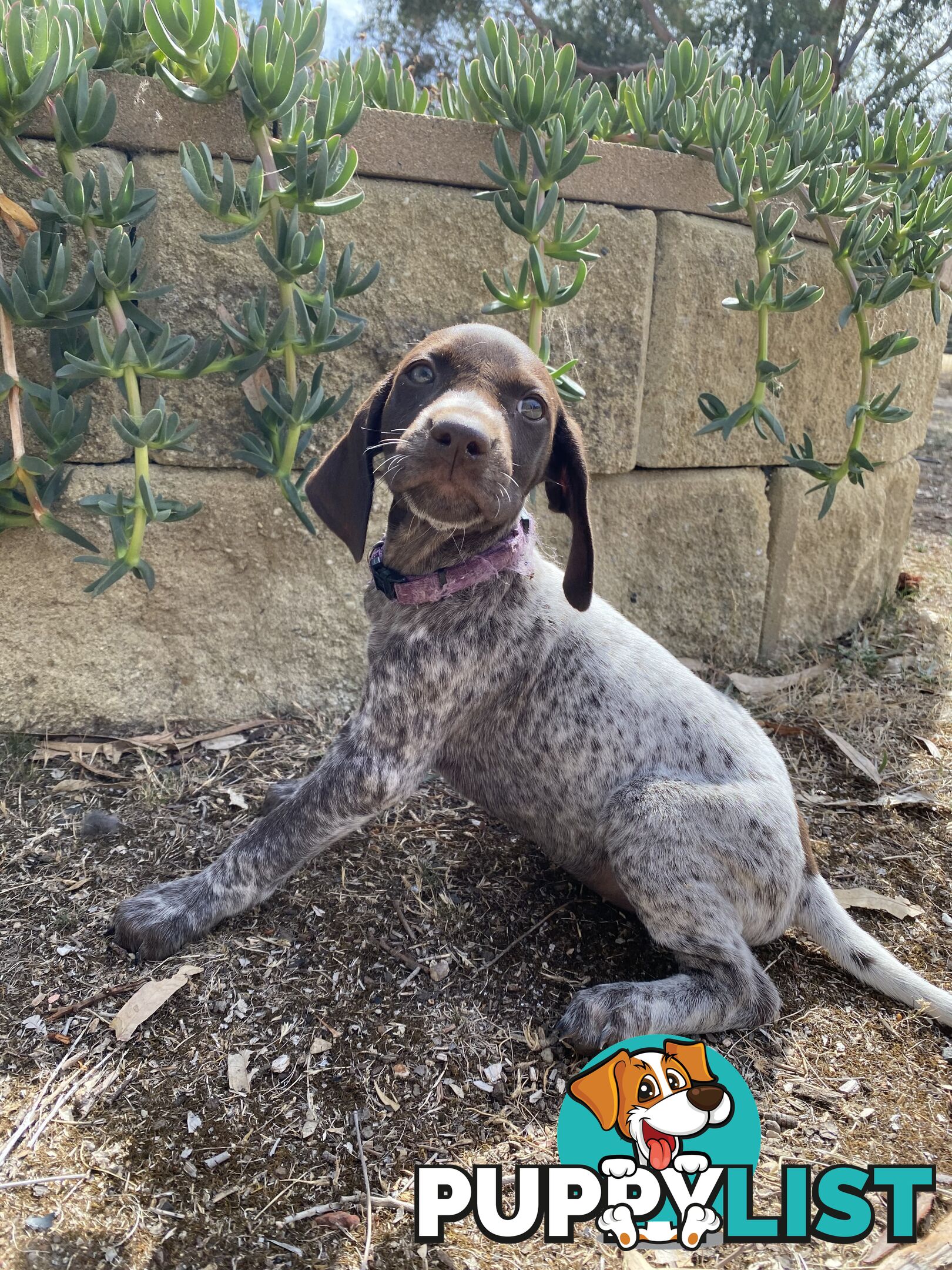 German Shorthaired Pointer Puppes