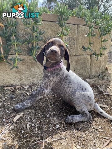 German Shorthaired Pointer Puppes