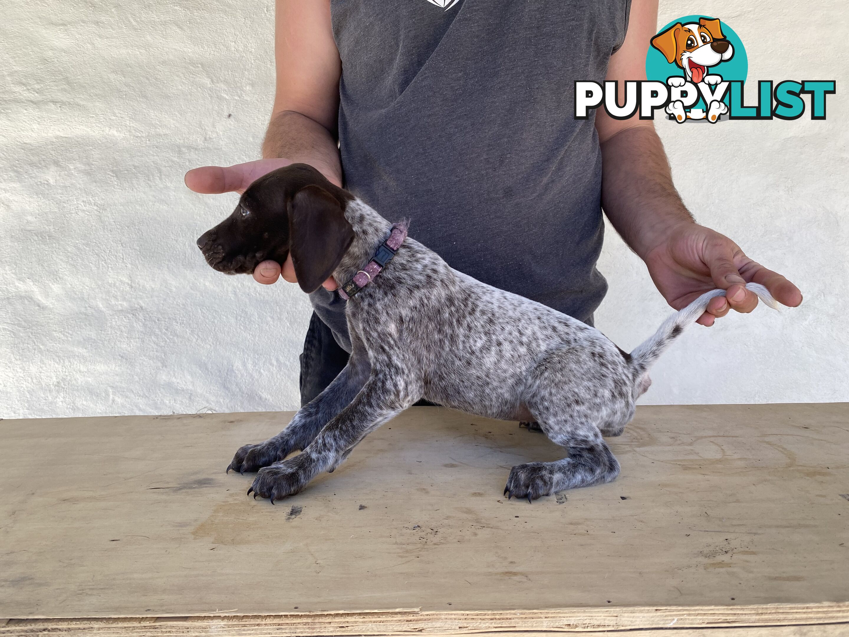 German Shorthaired Pointer Puppes