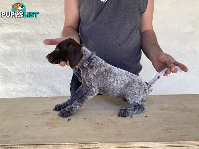 German Shorthaired Pointer Puppes