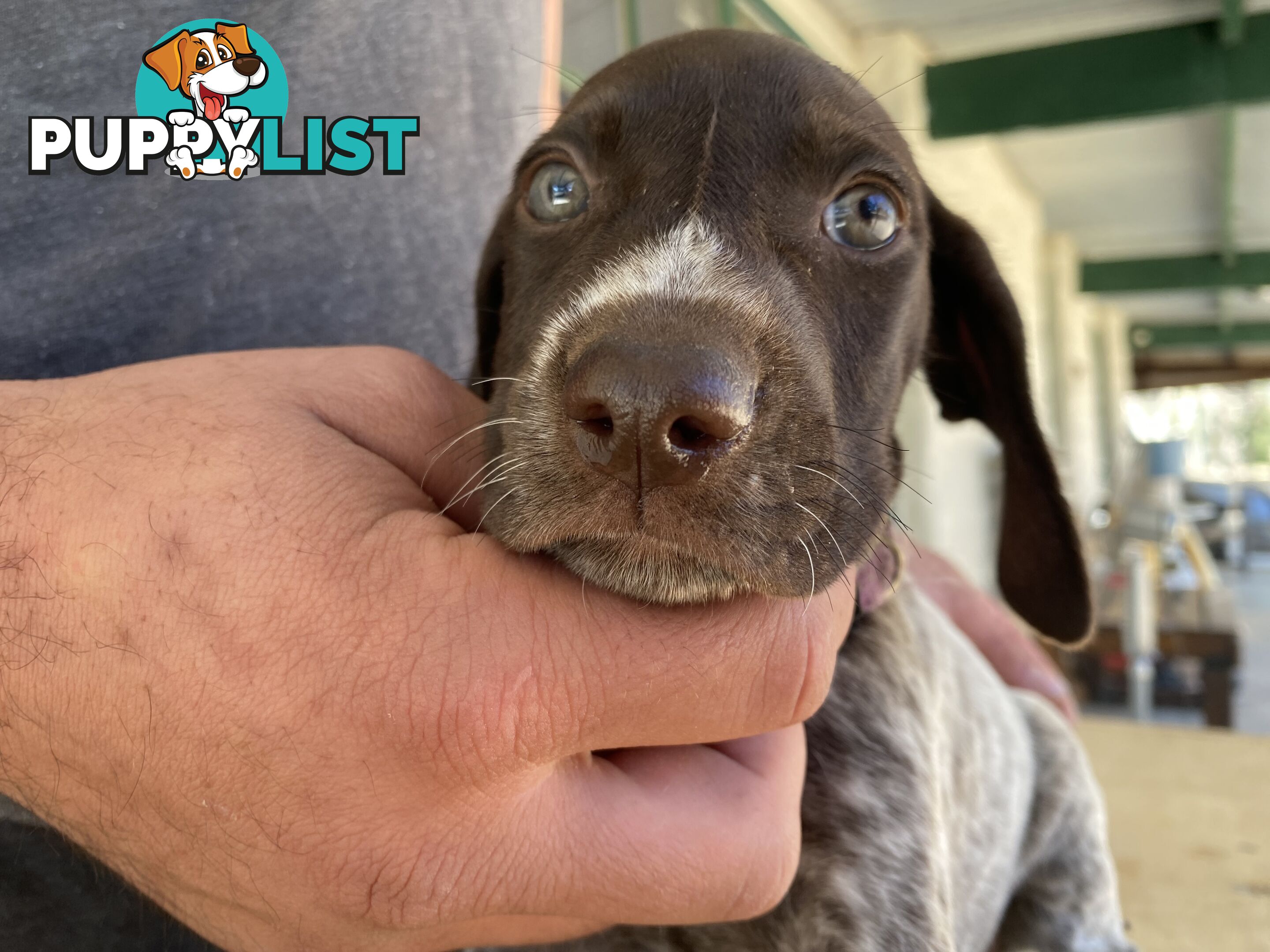 German Shorthaired Pointer Puppes