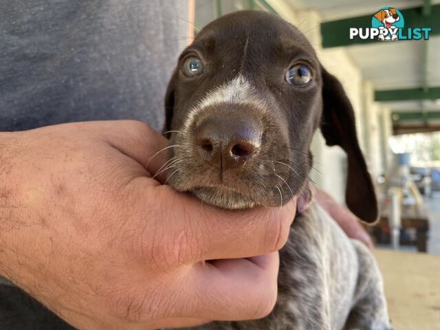 German Shorthaired Pointer Puppes