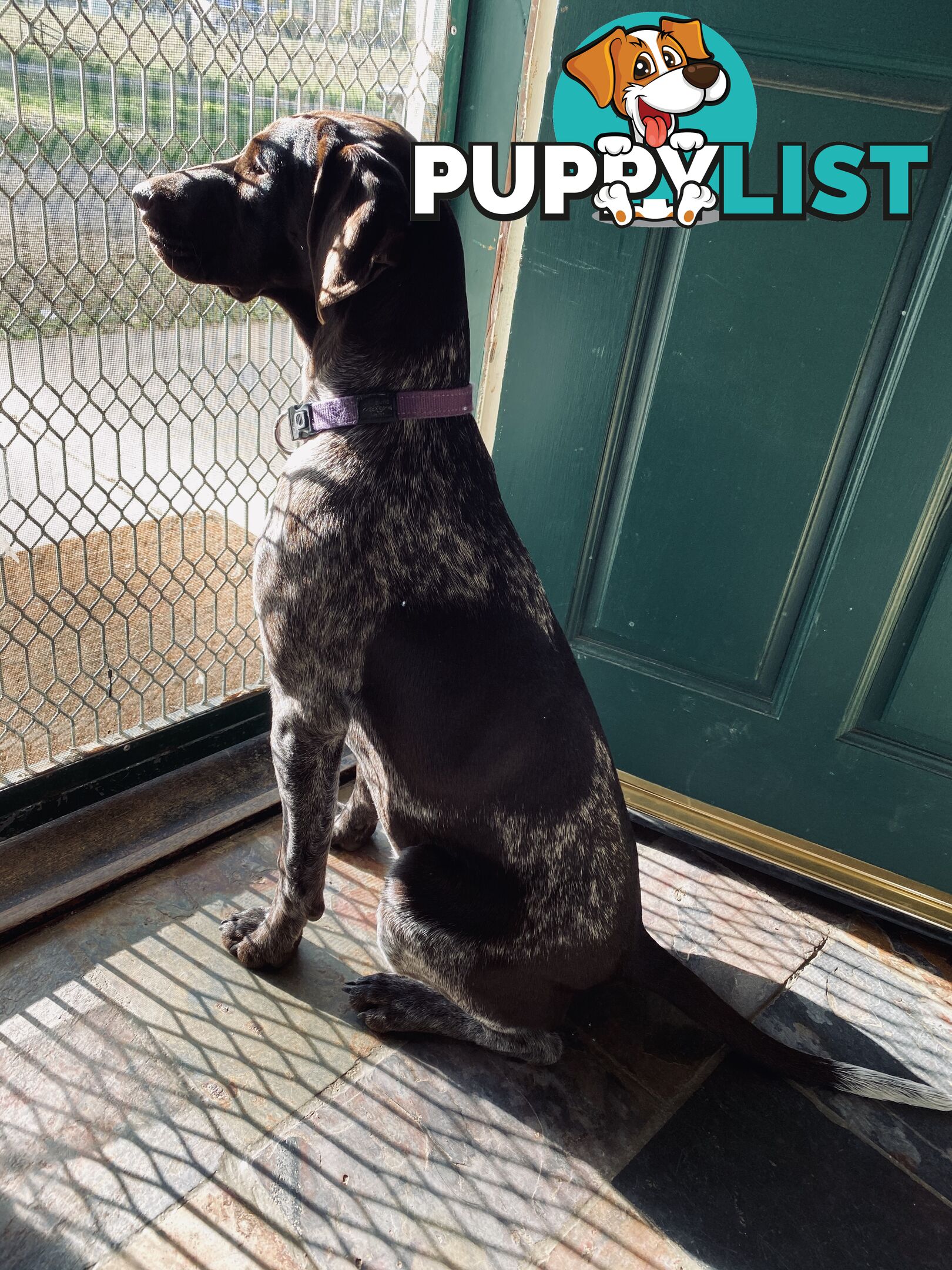 German Shorthaired Pointer Puppes