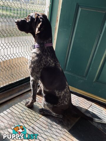 German Shorthaired Pointer Puppes