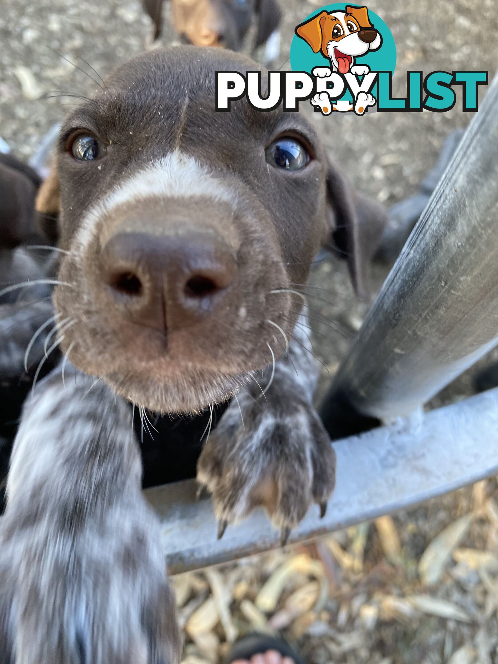 German Shorthaired Pointer Puppes